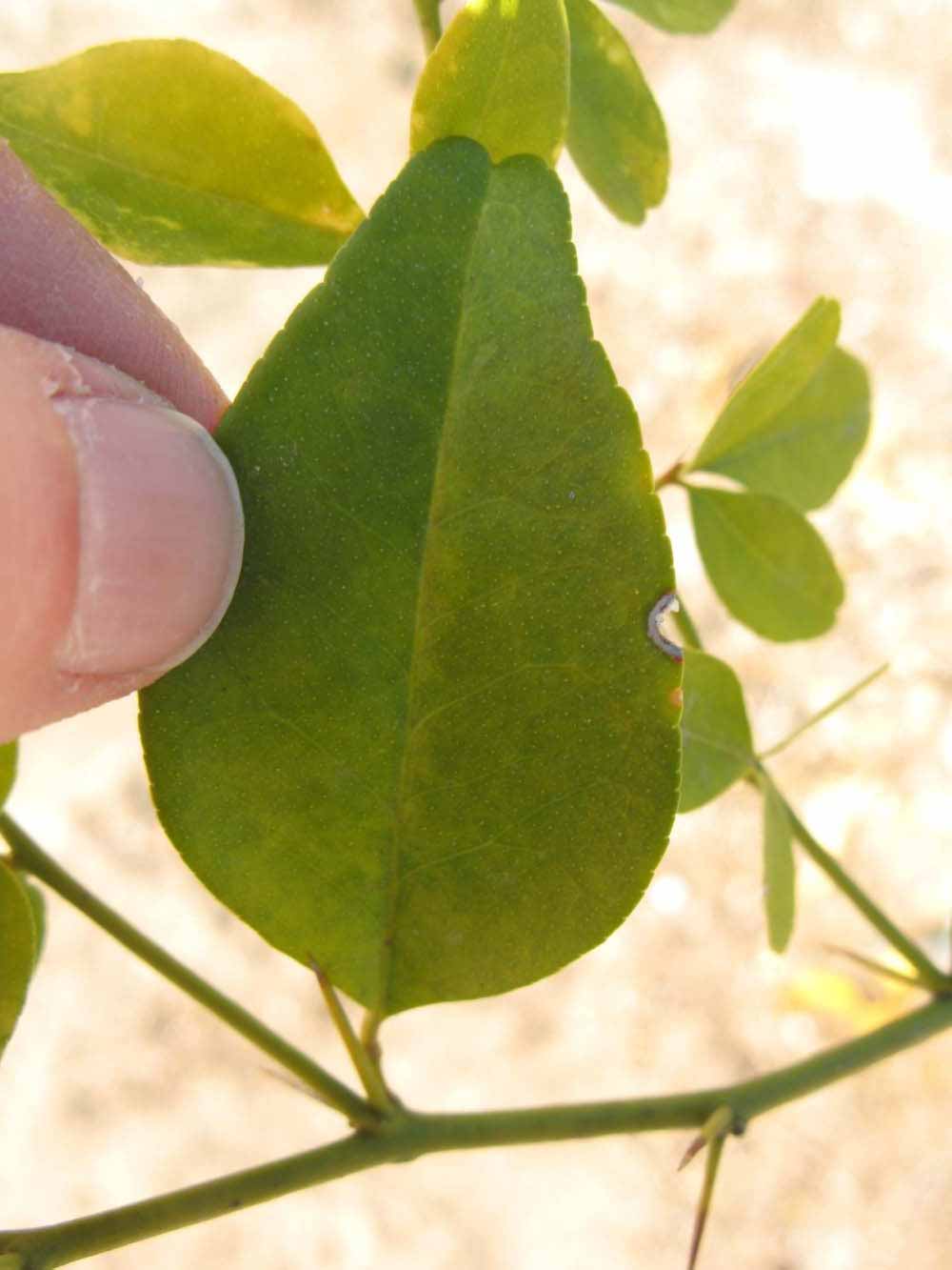              Unifoliolate leaf (Winter Haven, FL)       